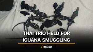 3 Thai men arrested in Ecuador with 12 rare Galápagos iguanas | Thaiger