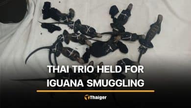 3 Thai men arrested in Ecuador with 12 rare Galápagos iguanas | Thaiger