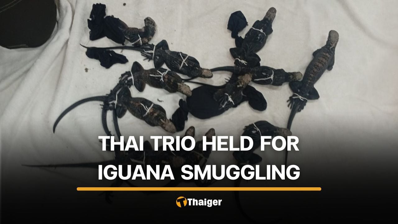 3 Thai men arrested in Ecuador with 12 rare Galápagos iguanas | Thaiger