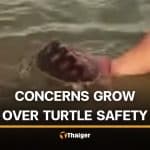 Foreigners pose with Phuket sea turtle, raising online debate | Thaiger
