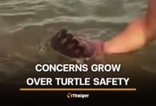 Foreigners pose with Phuket sea turtle, raising online debate | Thaiger