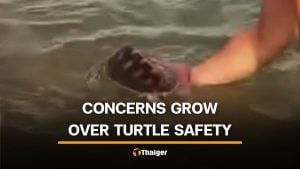 Foreigners pose with Phuket sea turtle, raising online debate | Thaiger