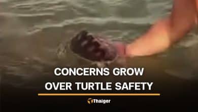 Foreigners pose with Phuket sea turtle, raising online debate | Thaiger
