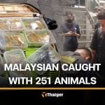 251 live wild animals found hidden in suitcase of Malaysian man | Thaiger