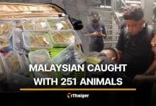 251 live wild animals found hidden in suitcase of Malaysian man | Thaiger