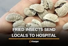 12 officials in Lampang suffer bad stomach from scale insect consumption | Thaiger
