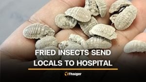 12 officials in Lampang suffer bad stomach from scale insect consumption | Thaiger