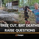 Nakhon Nayok locals question tree felling and bat deaths in temple | Thaiger