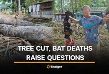 Nakhon Nayok locals question tree felling and bat deaths in temple | Thaiger