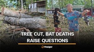 Nakhon Nayok locals question tree felling and bat deaths in temple | Thaiger