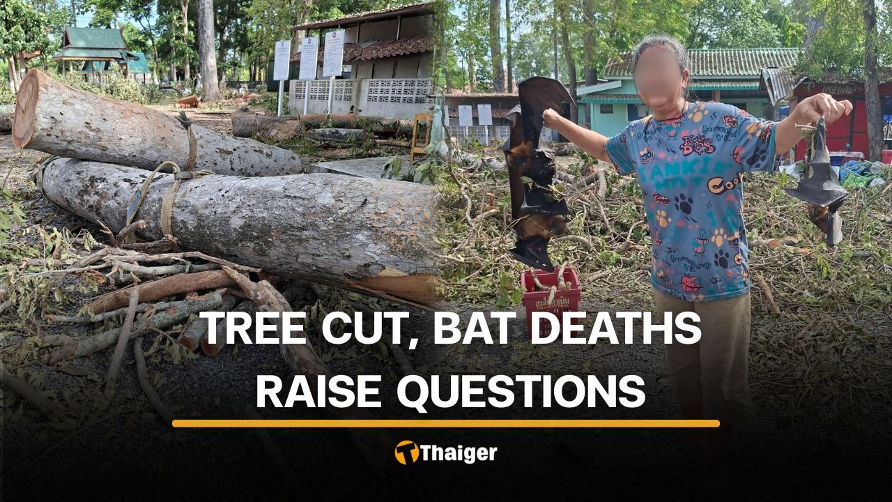 Nakhon Nayok locals question tree felling and bat deaths in temple | Thaiger