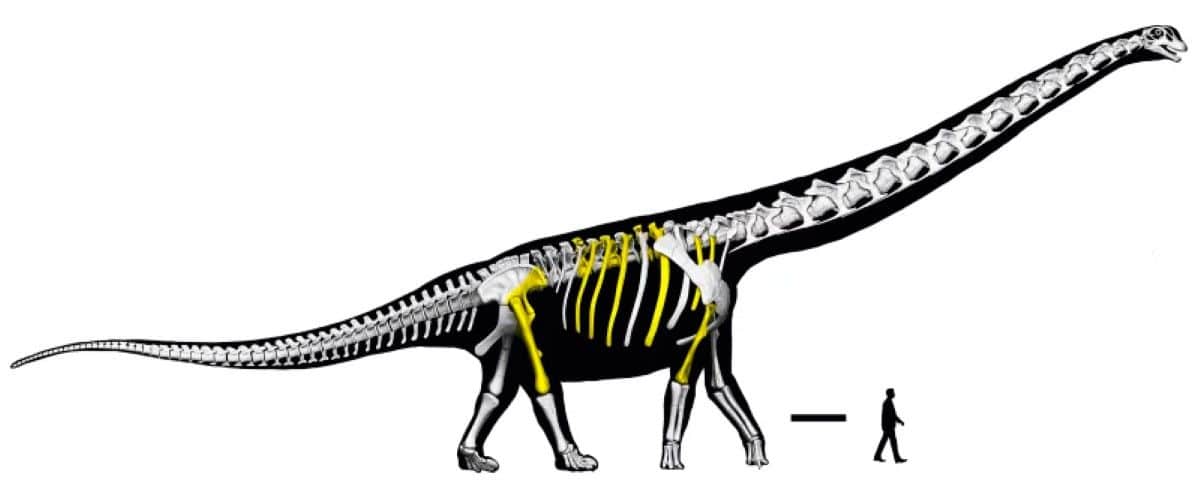Thailand's 'last titan' confirmed as Southeast Asia's biggest dinosaur on record | News by Thaiger