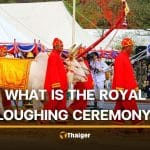 Why two white oxen decide Thailand’s agricultural forecast every May in the Royal Ploughing Ceremony | Thaiger