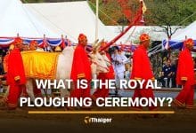 Why two white oxen decide Thailand’s agricultural forecast every May in the Royal Ploughing Ceremony | Thaiger