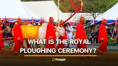 Why two white oxen decide Thailand’s agricultural forecast every May in the Royal Ploughing Ceremony | Thaiger