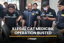 Illegal cat medicine operation busted in Samut Prakan | Thaiger