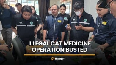 Illegal cat medicine operation busted in Samut Prakan | Thaiger