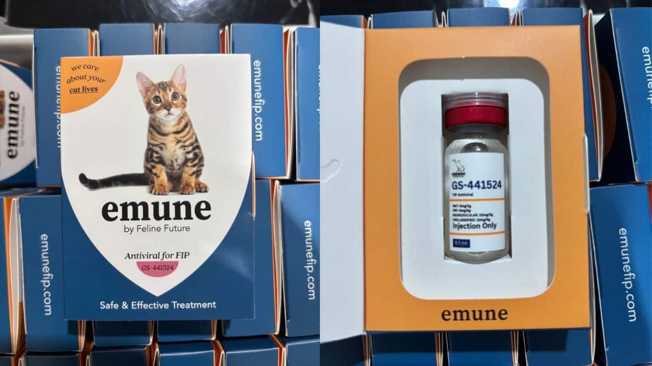 Pet owners were warned about illegal cat medicine after a Samut Prakan raid found unregistered products and production equipment.