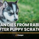 Ubon Ratchathani man dies from rabies after puppy scratch | Thaiger