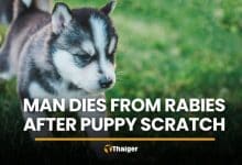 Ubon Ratchathani man dies from rabies after puppy scratch | Thaiger