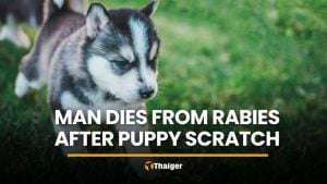 Ubon Ratchathani man dies from rabies after puppy scratch | Thaiger
