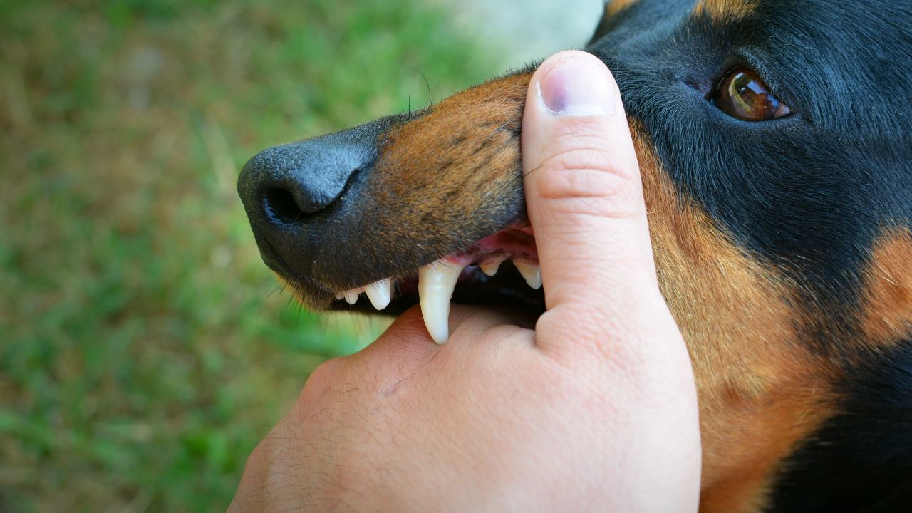 A doctor shared a rabies warning after a 47 year old man in Ubon Ratchathani died following a Siberian Husky puppy scratch.