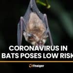 Coronavirus found in Thai bats poses low spread risk, DDC says | Thaiger