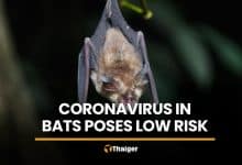 Coronavirus found in Thai bats poses low spread risk, DDC says | Thaiger