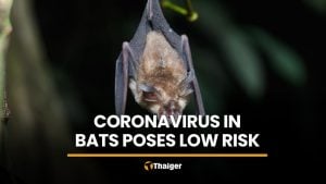 Coronavirus found in Thai bats poses low spread risk, DDC says | Thaiger