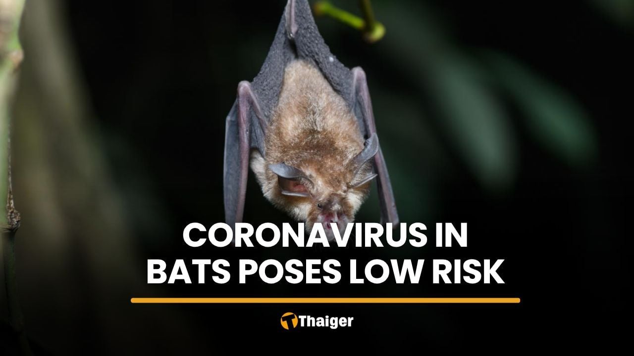 Coronavirus found in Thai bats poses low spread risk, DDC says | Thaiger