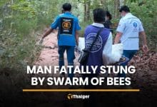 Honey collector fatally stung by bees in Maha Sarakham forest | Thaiger
