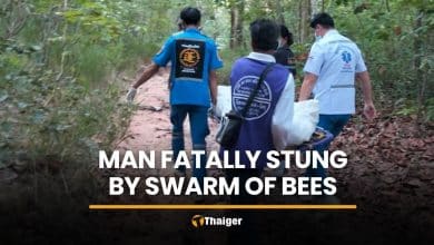 Honey collector fatally stung by bees in Maha Sarakham forest | Thaiger