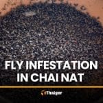 Chicken farm fly infestation plagues Chai Nat, officials turn blind eye | Thaiger