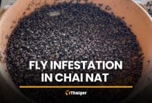 Chicken farm fly infestation plagues Chai Nat, officials turn blind eye | Thaiger