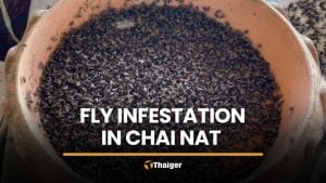 Chicken farm fly infestation plagues Chai Nat, officials turn blind eye | Thaiger
