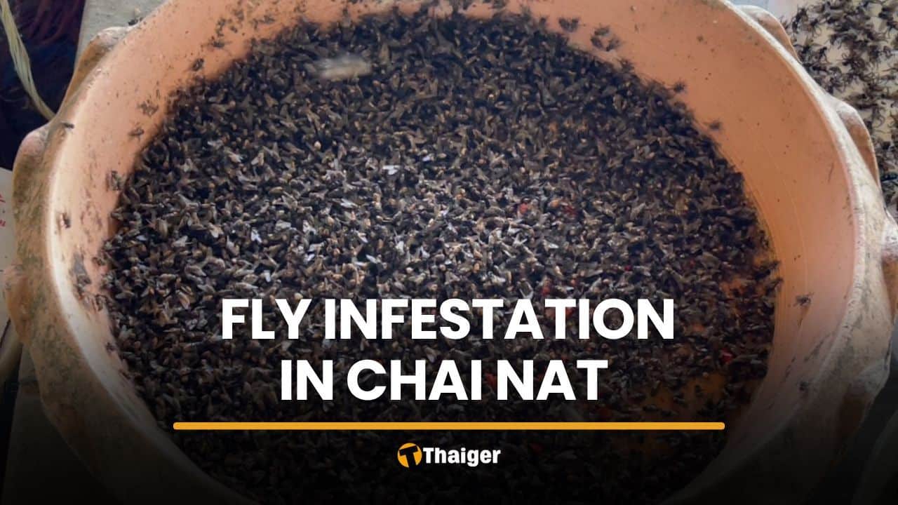 Chicken farm fly infestation plagues Chai Nat, officials turn blind eye | Thaiger