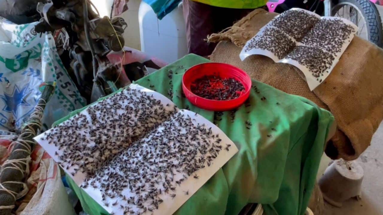 A fly infestation in Chai Nat has affected more than 200 homes, with residents blaming nearby chicken farms and asking officials to act.