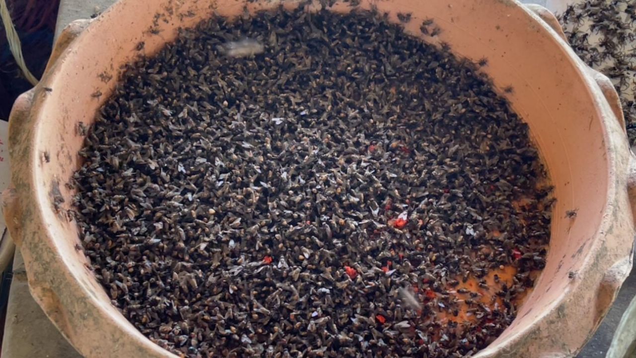 A fly infestation in Chai Nat has affected more than 200 homes, with residents blaming nearby chicken farms and asking officials to act.