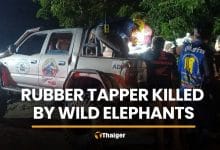Wild elephant attack kills rubber tapper in Prachin Buri | Thaiger