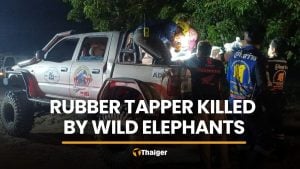 Wild elephant attack kills rubber tapper in Prachin Buri | Thaiger