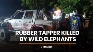 Wild elephant attack kills rubber tapper in Prachin Buri | Thaiger