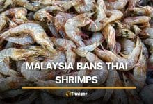 Malaysia bans Thai shrimp over seabass dispute, 4 billion baht at risk | Thaiger